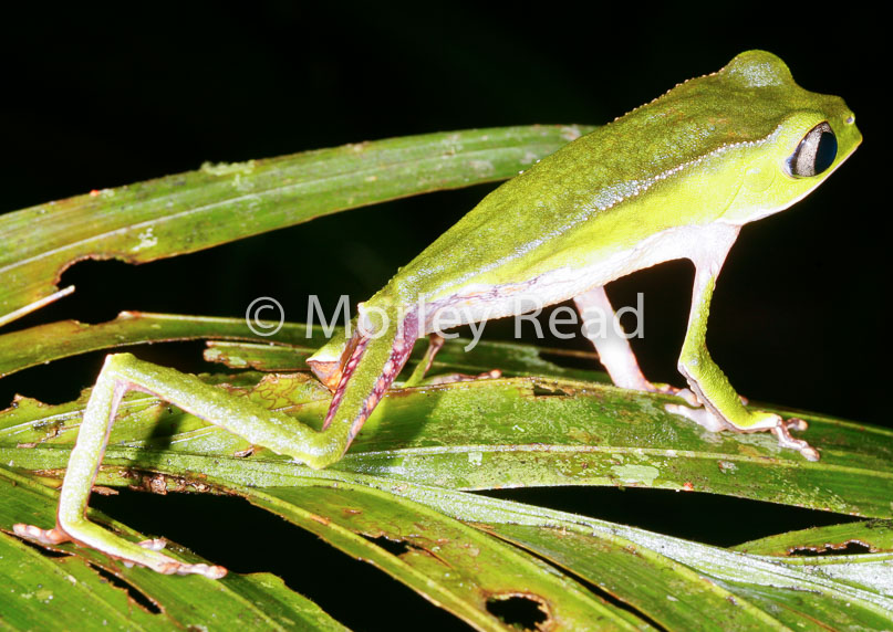 Phyllomedusa vaillantii