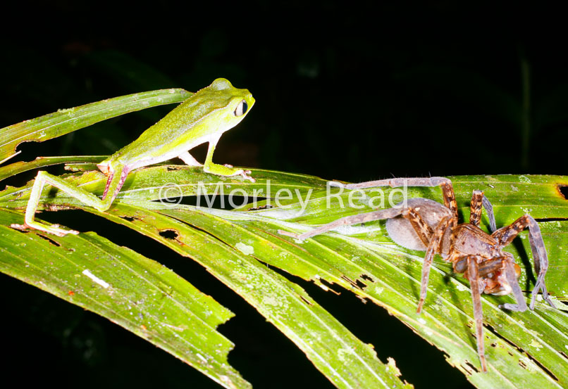 Phyllomedusa vaillantii