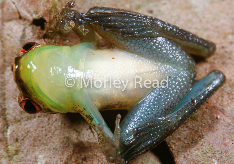 Scartyhla goinorum