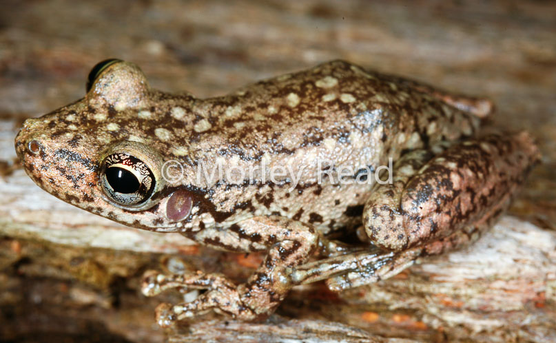 Scinax ruber