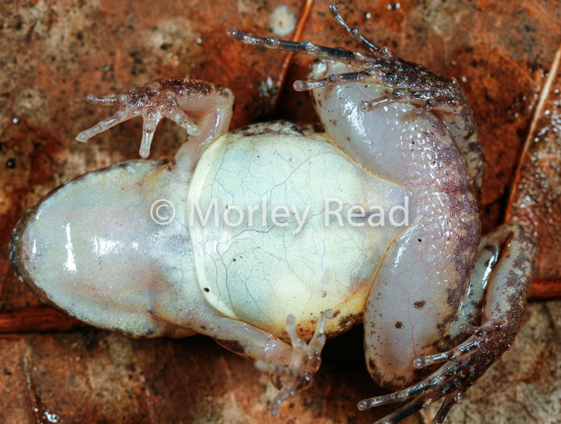 Adenomera andreae