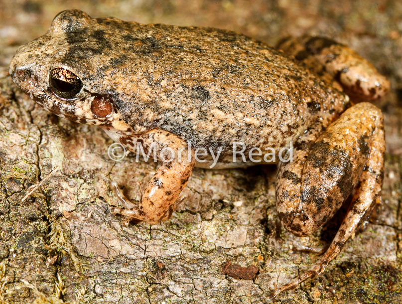 Adenomera andreae