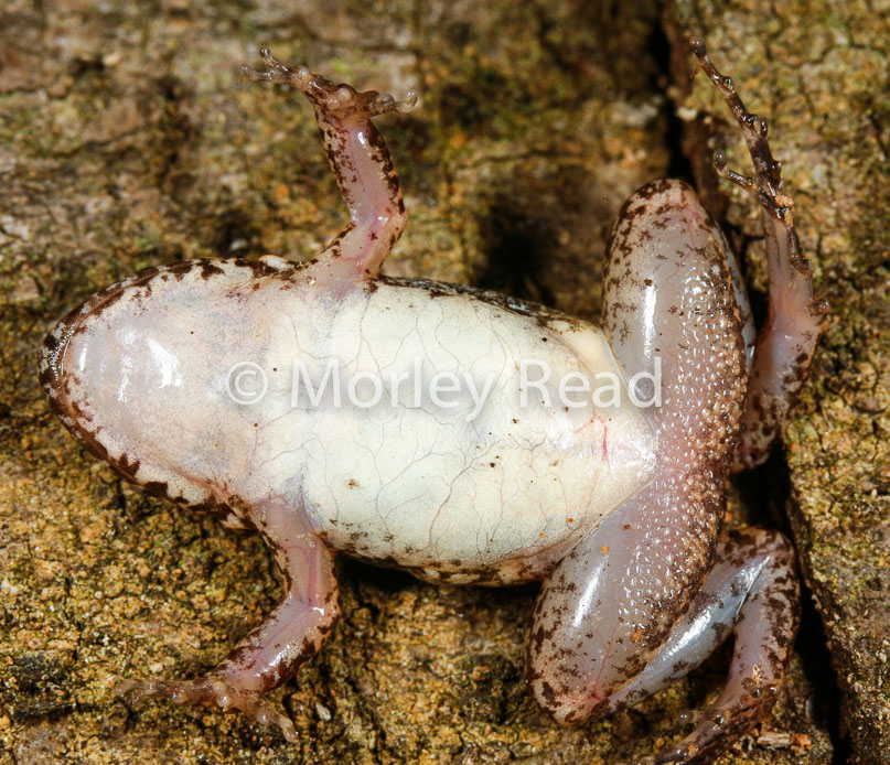 Adenomera andreae