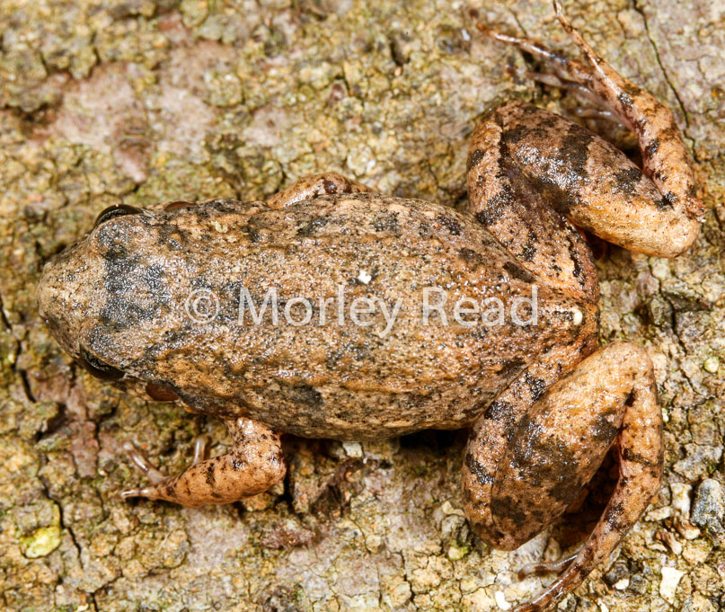 Adenomera andreae