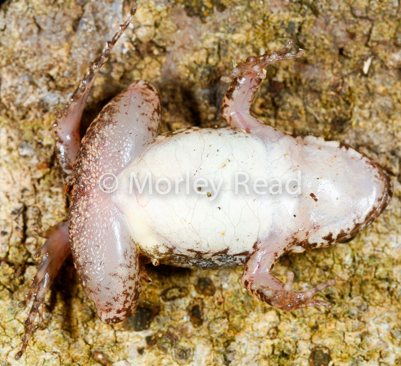 Adenomera andreae