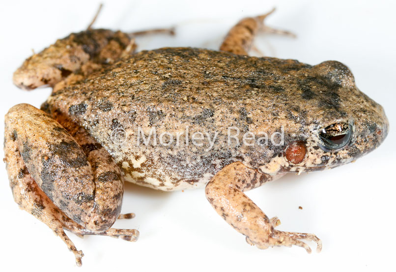Adenomera andreae