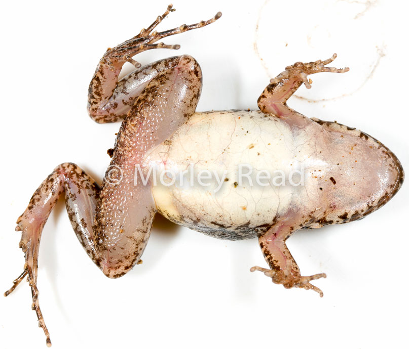 Adenomera andreae