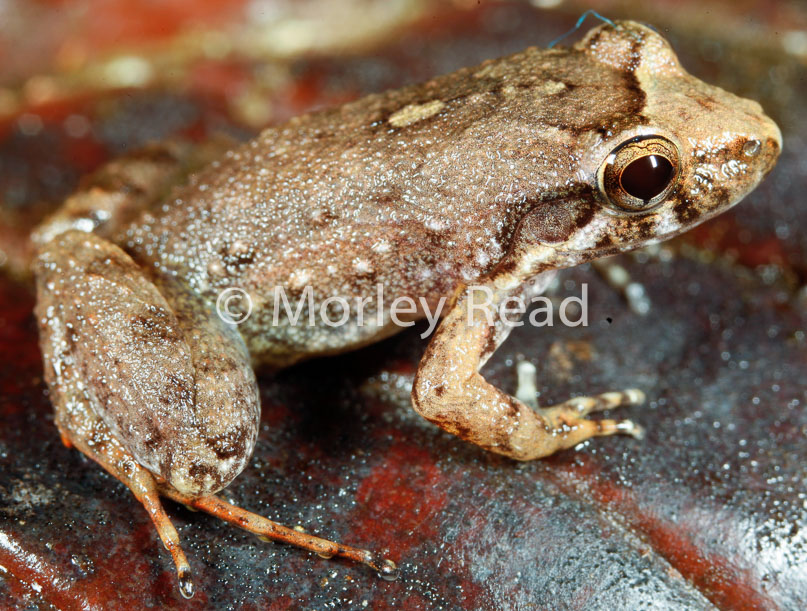 Leptodactylus discodactylus