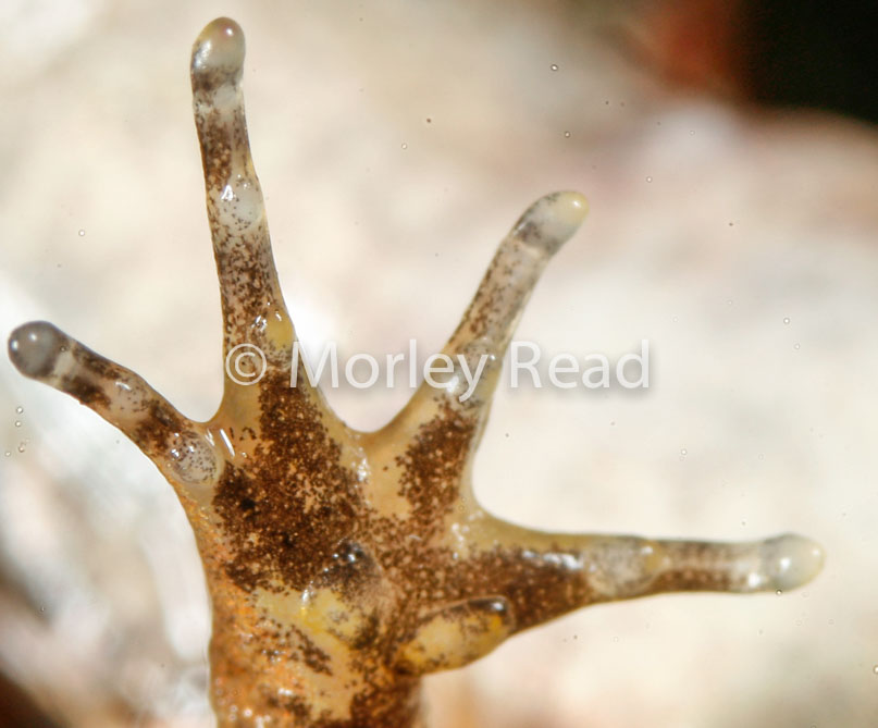 Leptodactylus discodactylus