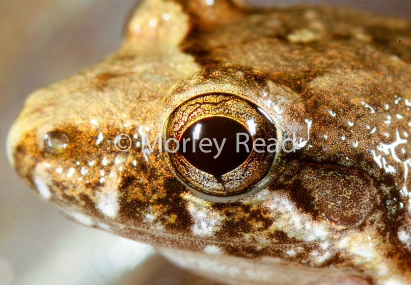 Leptodactylus discodactylus