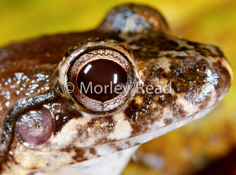 Leptodactylus discodactylus