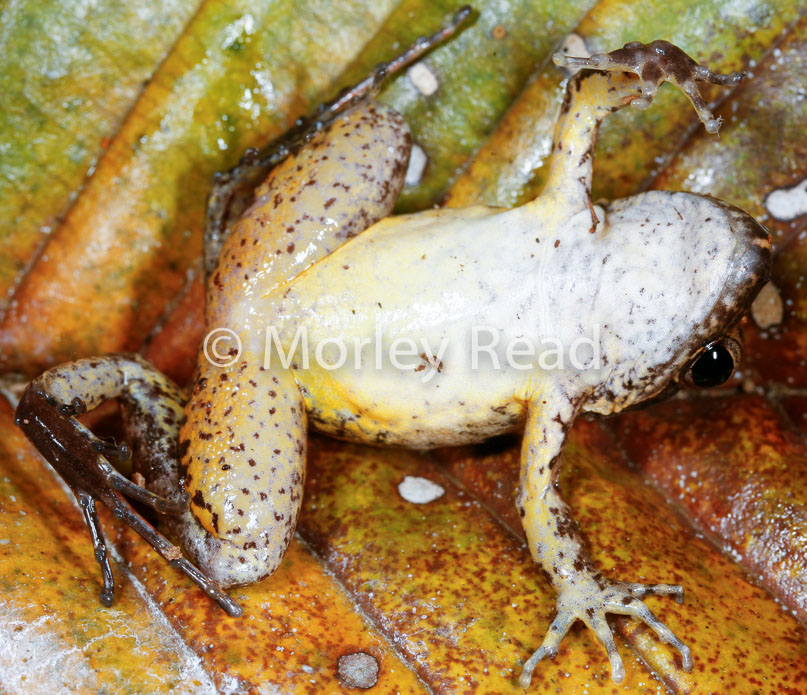 Leptodactylus discodactylus