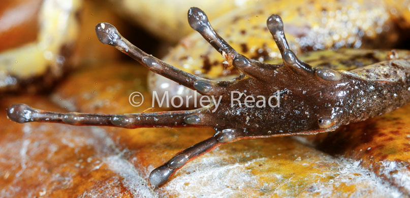 Leptodactylus discodactylus