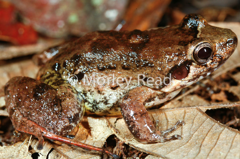Leptodactylus discodactylus