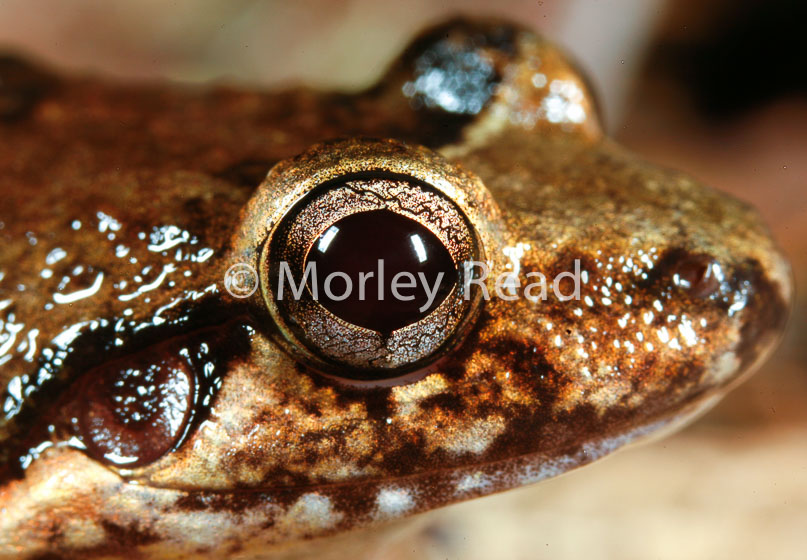 Leptodactylus discodactylus