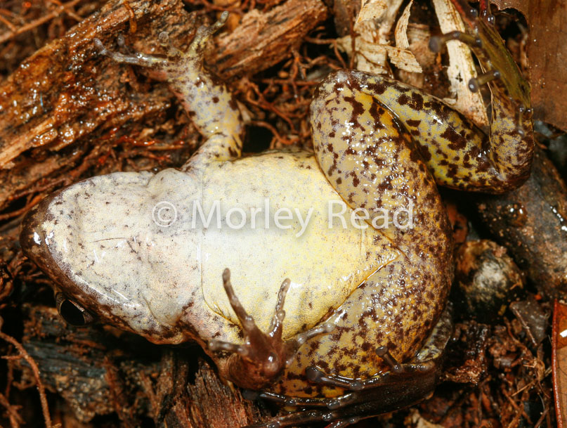 Leptodactylus discodactylus