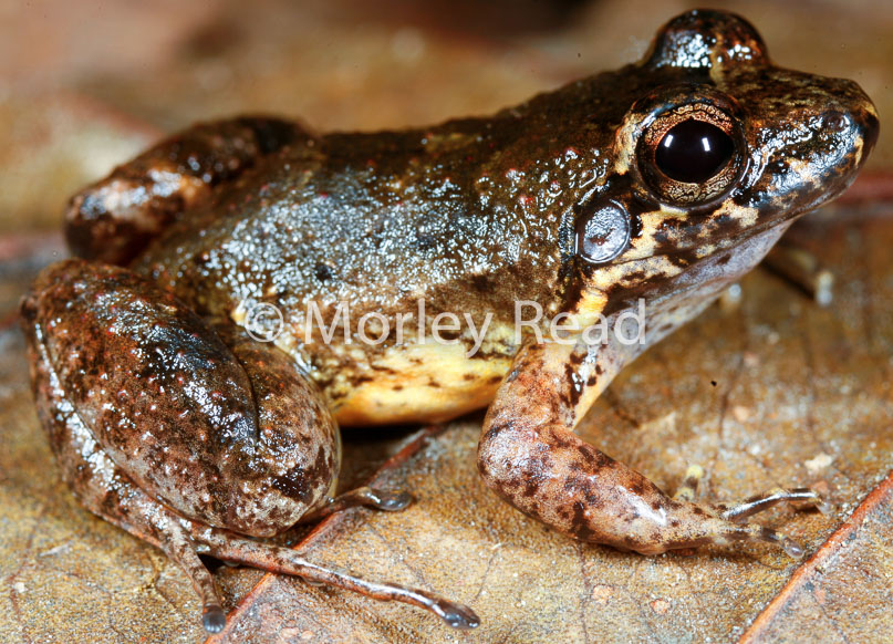 Leptodactylus discodactylus