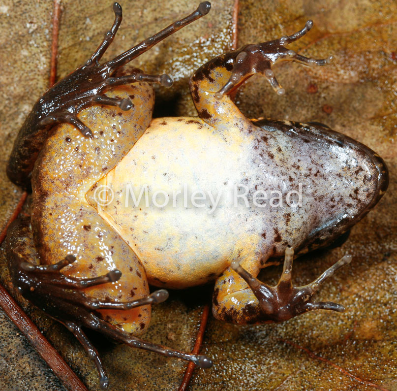 Leptodactylus discodactylus