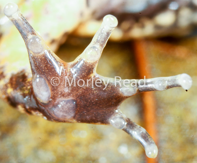 Leptodactylus discodactylus