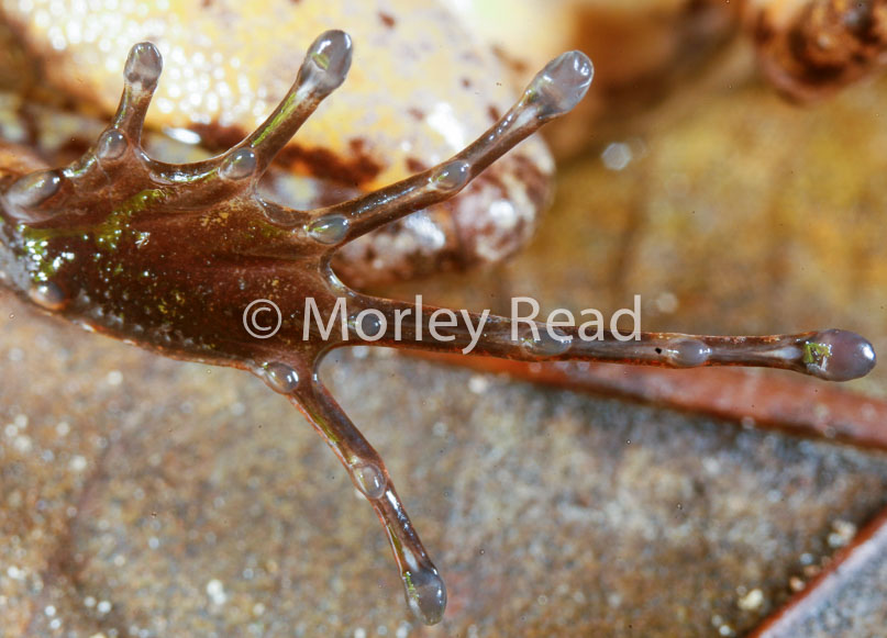 Leptodactylus discodactylus