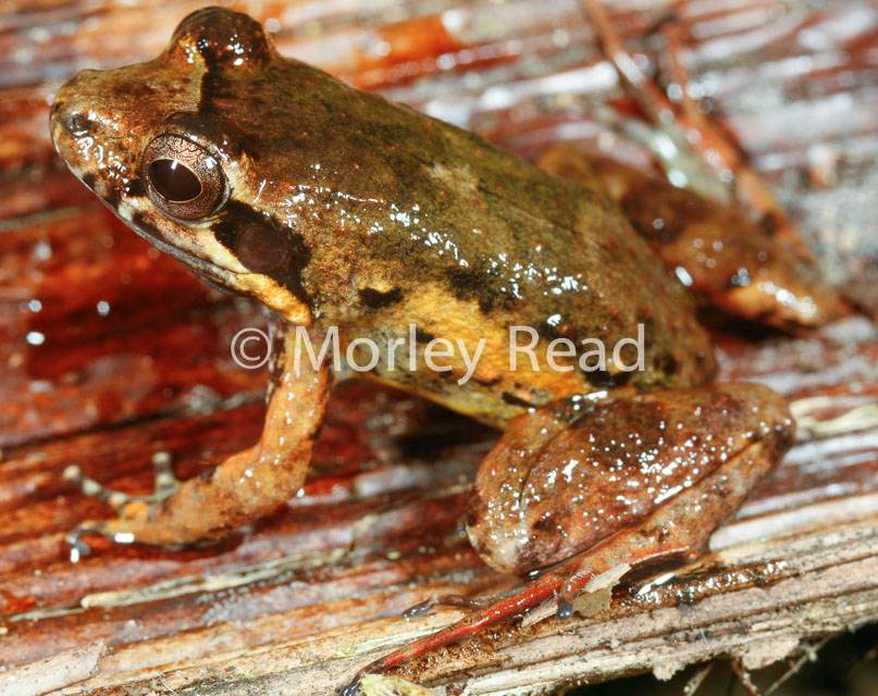 Leptodactylus discodactylus