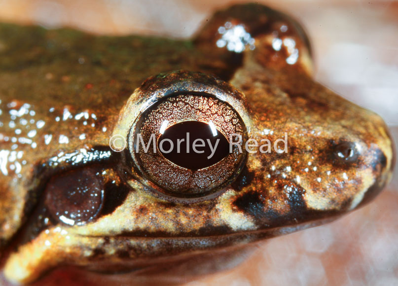 Leptodactylus discodactylus