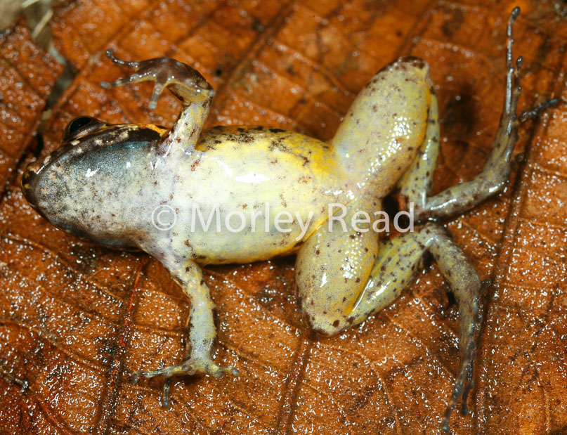 Leptodactylus discodactylus