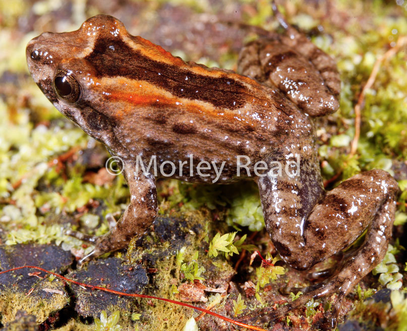 Leptodactylus discodactylus