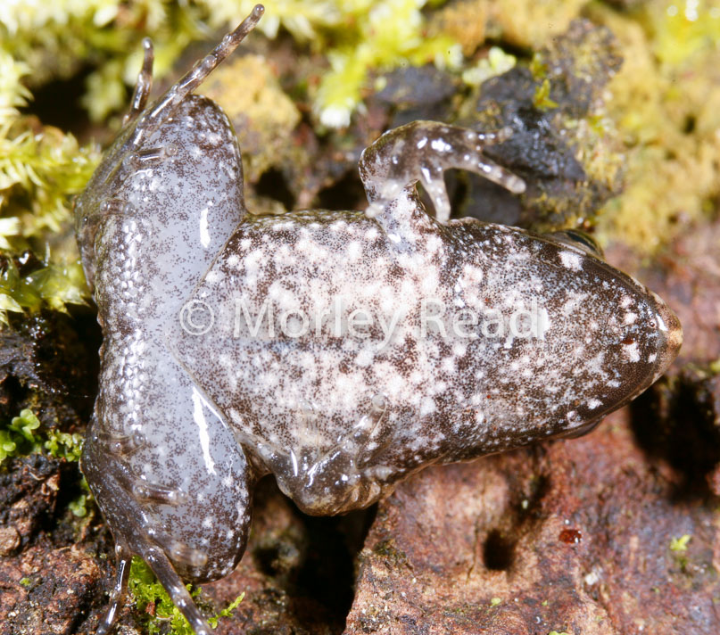 Leptodactylus discodactylus