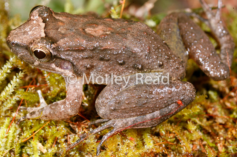 Leptodactylus discodactylus
