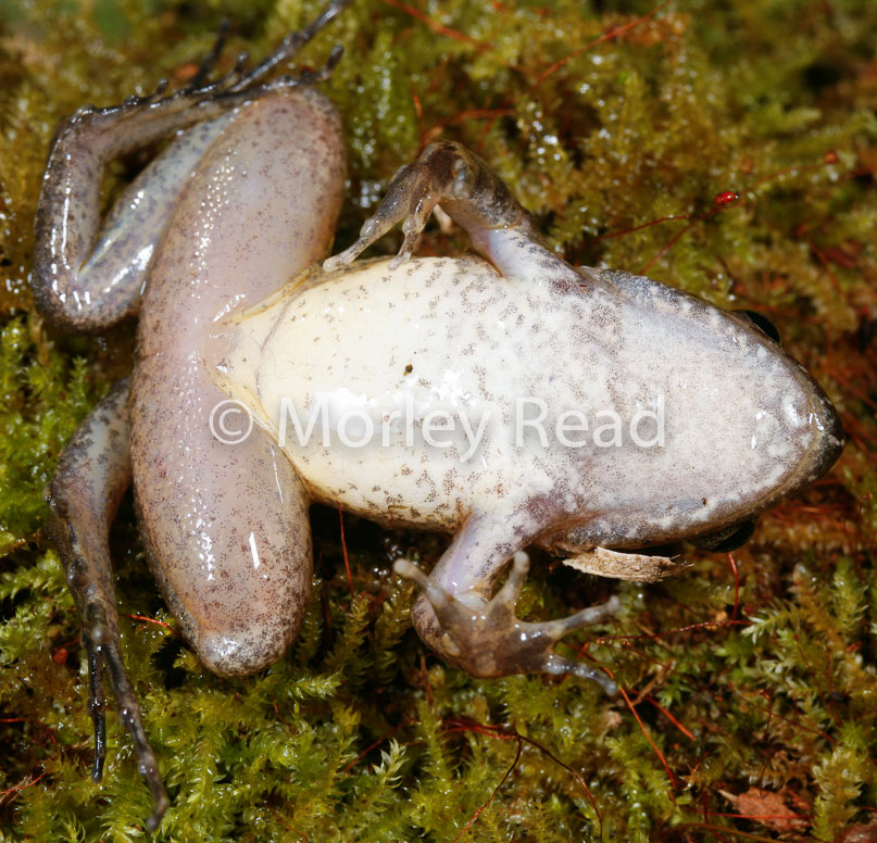 Leptodactylus discodactylus