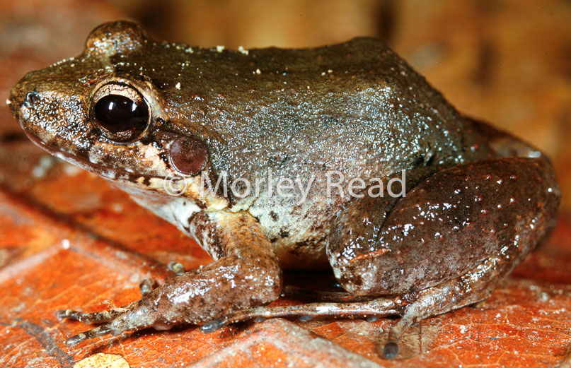 Leptodactylus leptodactyloides