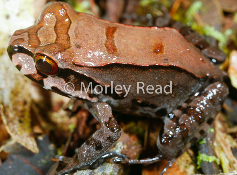 Leptodactylus pentadactylus