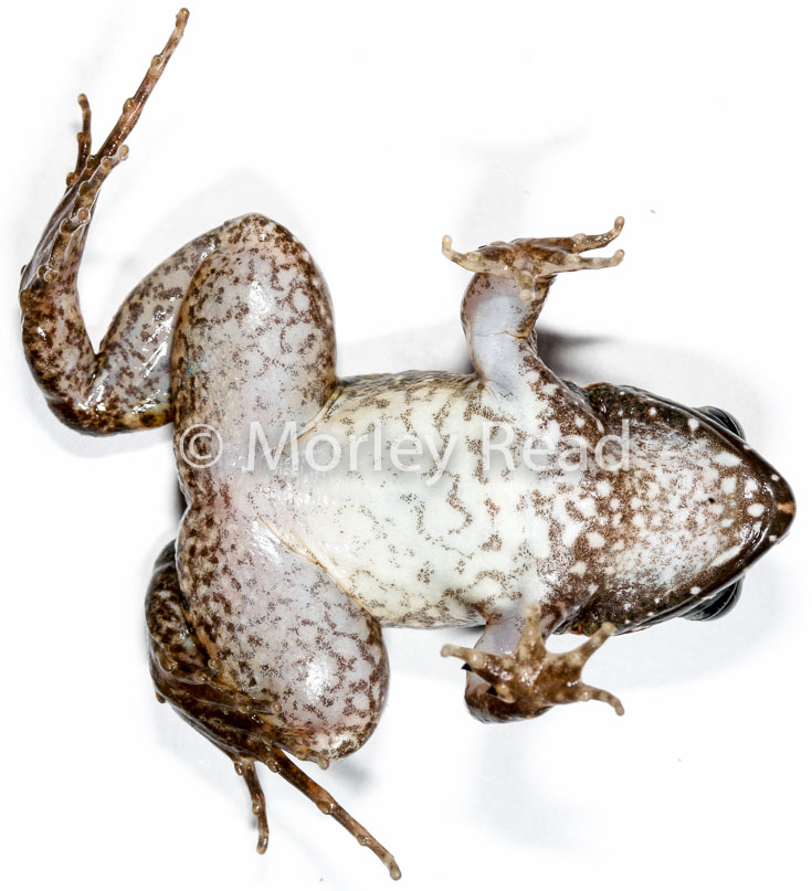 Leptodactylus wagneri