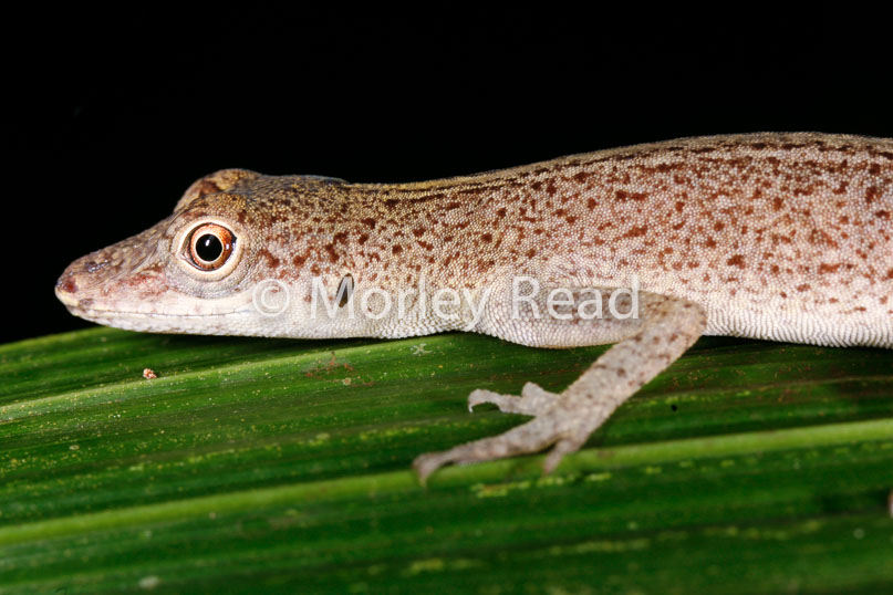 Anolis fuscoauratus