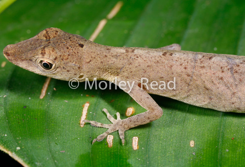 Anolis fuscoauratus
