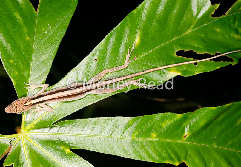 Anolis fuscoauratus