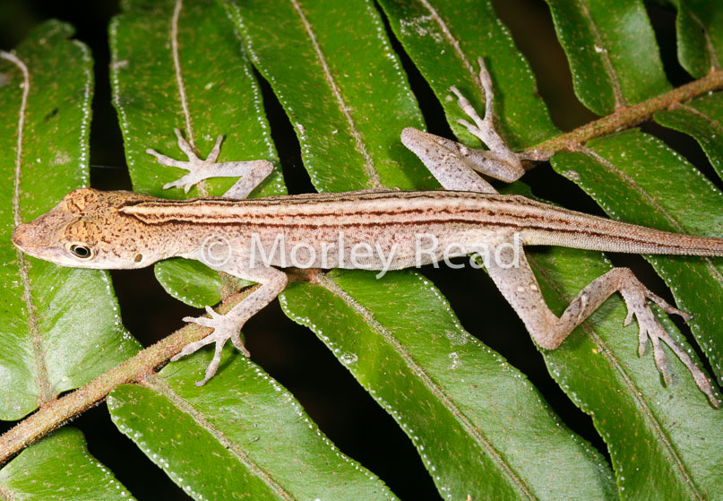 Anolis fuscoauratus