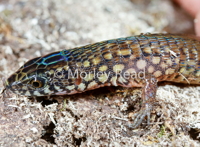 Arthrosaura reticulata
