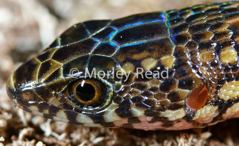 Arthrosaura reticulata