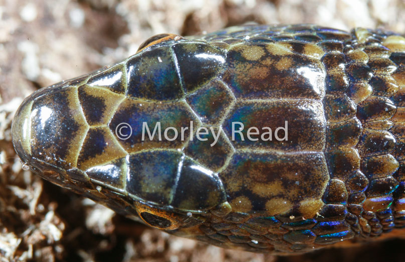 Arthrosaura reticulata