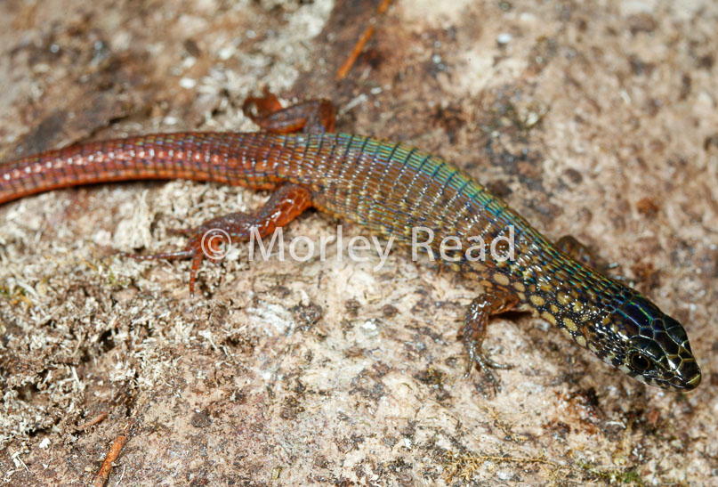 Arthrosaura reticulata
