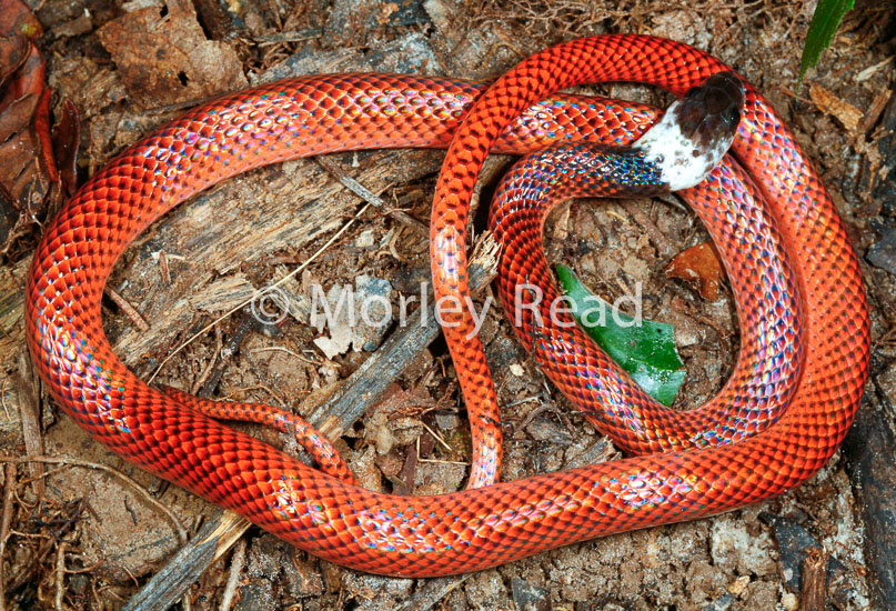 Drepanoides anomalus