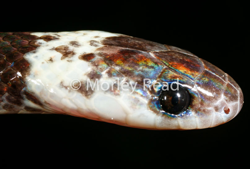 Drepanoides anomalus