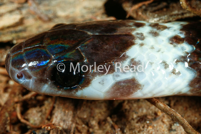Drepanoides anomalus