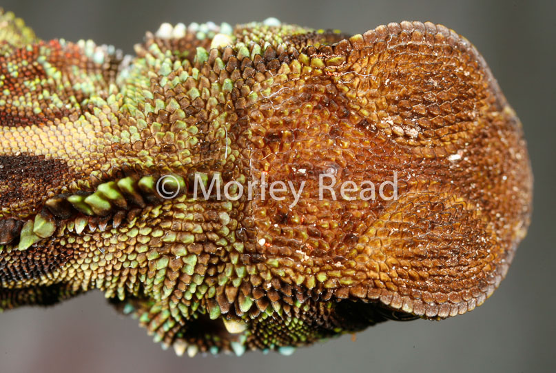 Enyalioides laticeps