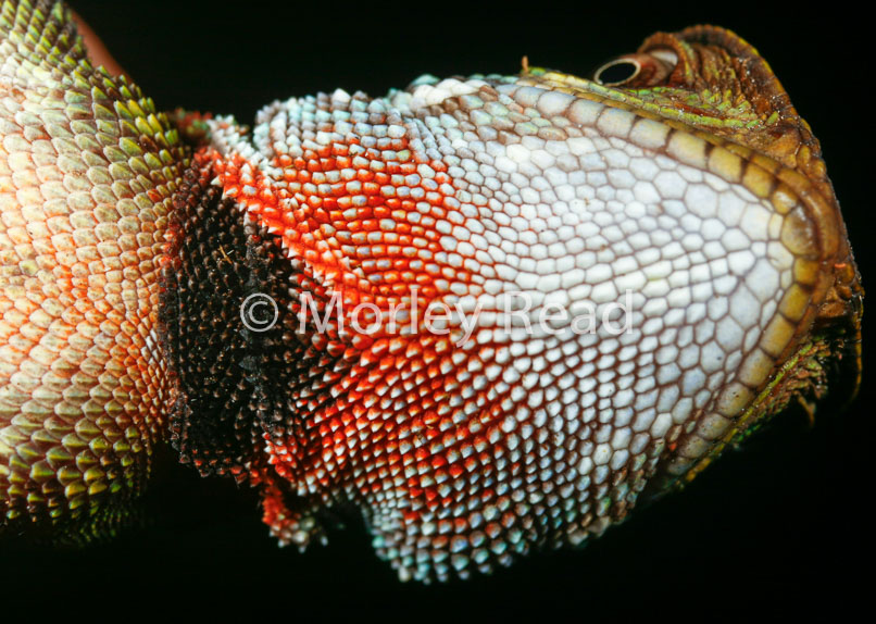 Enyalioides laticeps