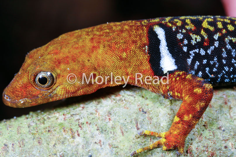 Gonatodes concinnatus