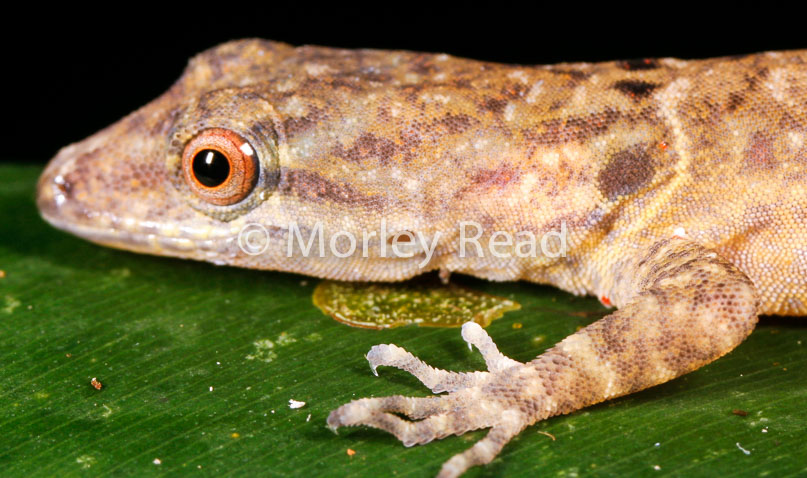 Gonatodes humeralis
