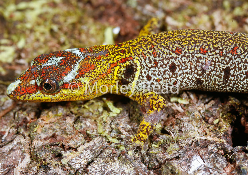 Gonatodes humeralis